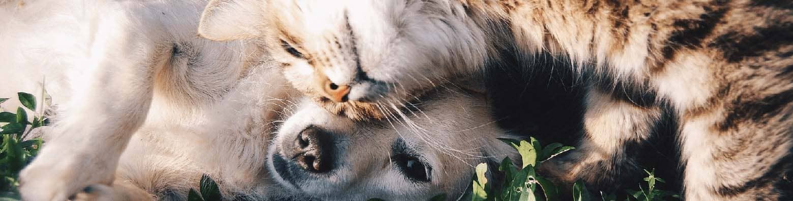 Notre équipe se tient à votre disposition pour tous les conseils et informations nécessaires à la santé et au bien-être de votre animal.