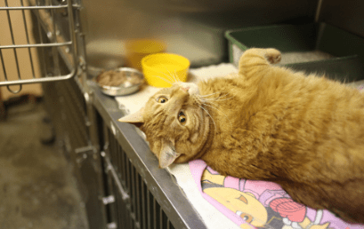 Chenil pour nos compagnons